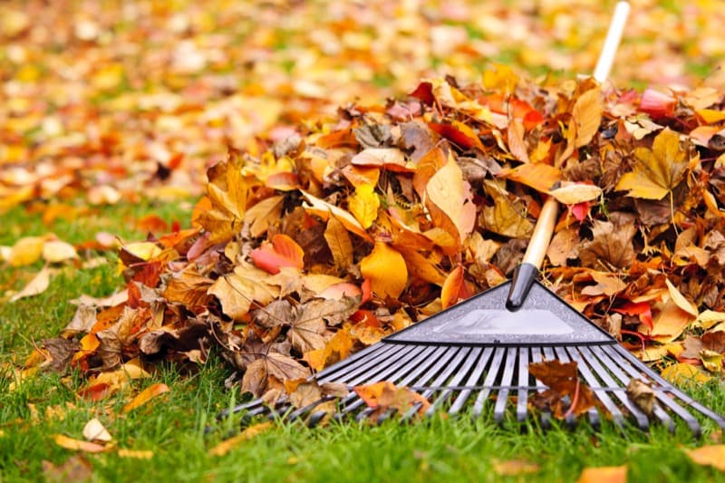 Spring & Fall Cleanups